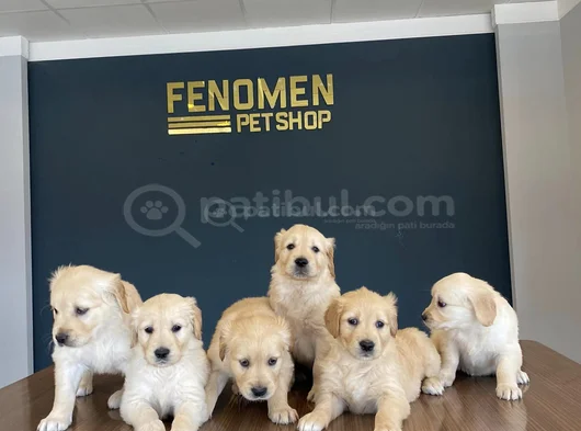 Baby Face Golden Retriewer Yavrulari Safkan Belgeli̇ Ankara görsel