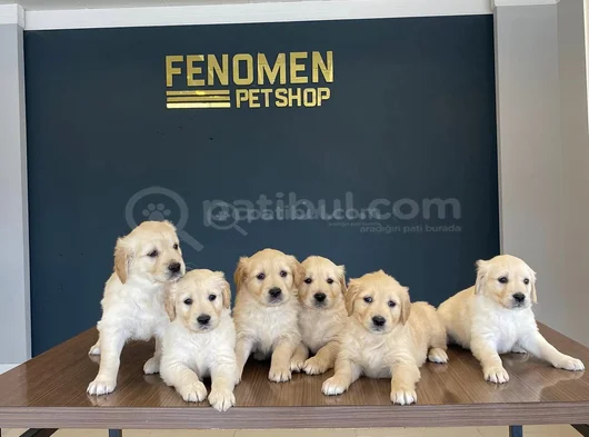 Baby Face Golden Retriewer Yavrulari Safkan Belgeli̇ Ankara görsel