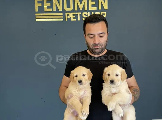 Baby Face Golden Retriewer Yavrulari Safkan Belgeli̇ Ankara görsel