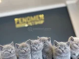 Kedi̇ci̇den Show Kali̇te British Shorthair Yavrulari Ankara