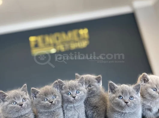 Kedi̇ci̇den Show Kali̇te British Shorthair Yavrulari Ankara görsel