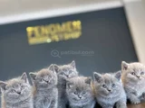 Kedi̇ci̇den Show Kali̇te British Shorthair Yavrulari Ankara