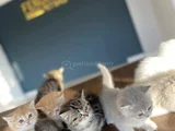 Kedi̇ci̇den Show Kali̇te British Shorthair Yavrulari Ankara
