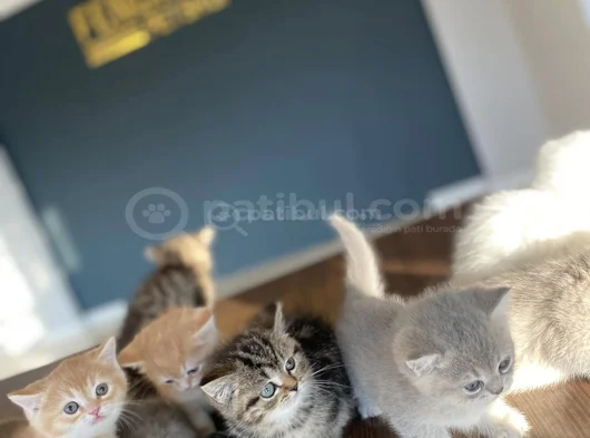 Kedi̇ci̇den Show Kali̇te British Shorthair Yavrulari Ankara görsel
