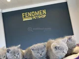 Kedi̇ci̇den Show Kali̇te British Shorthair Yavrulari Ankara