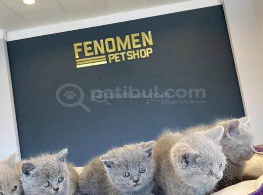 Kedi̇ci̇den Show Kali̇te British Shorthair Yavrulari Ankara görsel