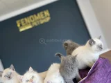 Kedi̇ci̇den Show Kali̇te British Shorthair Yavrulari Ankara