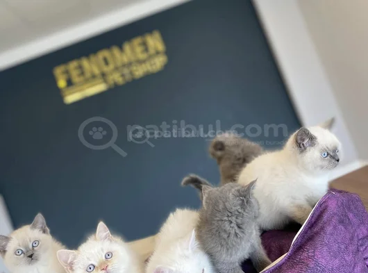 Kedi̇ci̇den Show Kali̇te British Shorthair Yavrulari Ankara görsel
