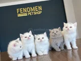 Kedi̇ci̇den Show Kali̇te British Shorthair Yavrulari Ankara