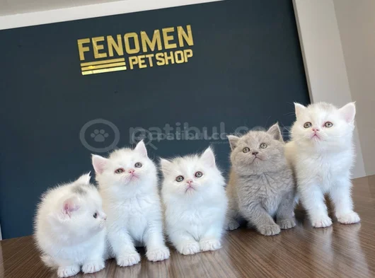 Kedi̇ci̇den Show Kali̇te British Shorthair Yavrulari Ankara görsel