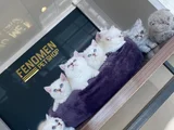 KEDİCİDEN SHOW KALİTE BRITISH SHORTHAIR YAVRULARI ANKARA