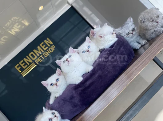 Kedi̇ci̇den Show Kali̇te British Shorthair Yavrulari Ankara