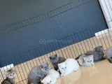 Kedi̇ci̇den Show Kali̇te British Shorthair Yavrulari Ankara