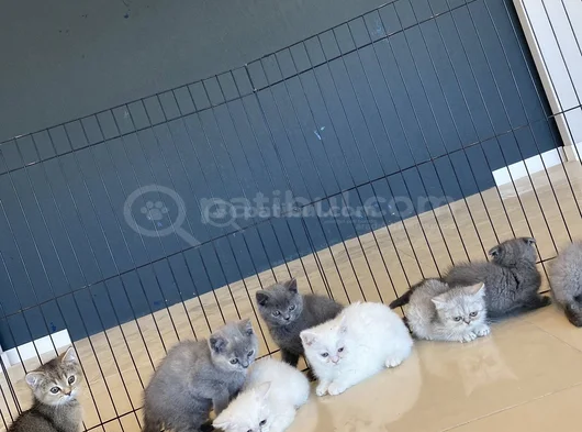 Kedi̇ci̇den Show Kali̇te British Shorthair Yavrulari Ankara görsel