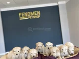 BABY FACE GOLDEN RETRIEWER YAVRULARI SAFKAN BELGELİ ANKARA