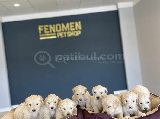 Baby Face Golden Retriewer Yavrulari Safkan Belgeli̇ Ankara
