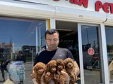 Tr Ni̇n En Güzel Toy Poodle Yavrularimiz Hazir Ankara