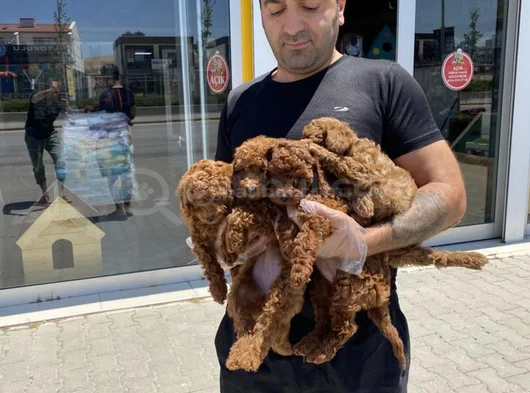Tr Ni̇n En Güzel Toy Poodle Yavrularimiz Hazir Ankara