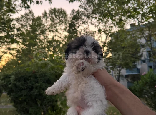 Shih Tzu Dişi Yavru Minyatür görsel
