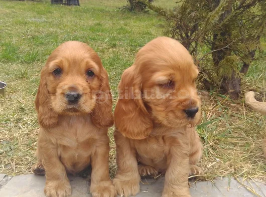 Safkan Dişi Erkek Ingiliz Cocker Yavrularımız görsel