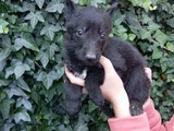 Solid Black Alman Çoban Son Yavru