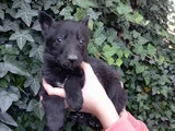 Solid Black Alman Çoban Son Yavru