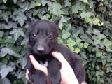 Solid Black Alman Çoban Son Yavru