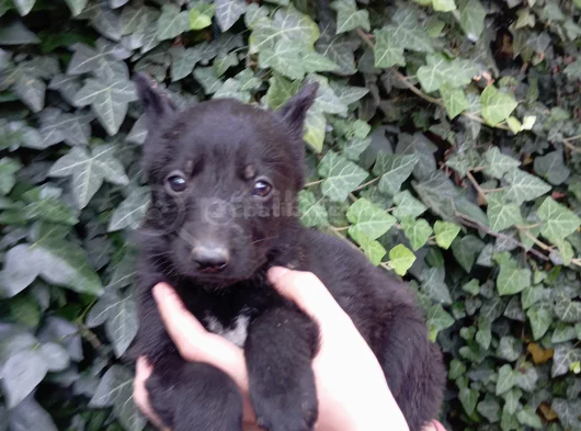 Solid Black Alman Çoban Son Yavru görsel
