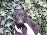 Solid Black Alman Çoban Son Yavru