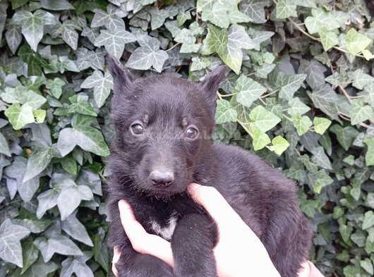 Solid Black Alman Çoban Son Yavru
