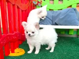 Safkan Şecereli Chihuahua Yavruları