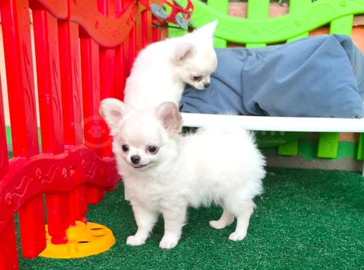 Safkan Şecereli Chihuahua Yavruları görsel