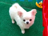 Safkan Şecereli Chihuahua Yavruları