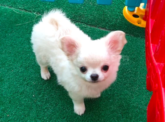 Safkan Şecereli Chihuahua Yavruları görsel