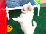 Safkan Şecereli Chihuahua Yavruları