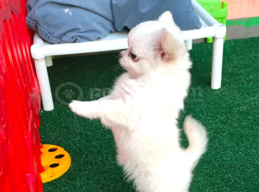 Safkan Şecereli Chihuahua Yavruları görsel