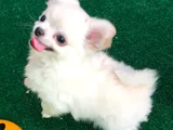 Safkan Şecereli Chihuahua Yavruları