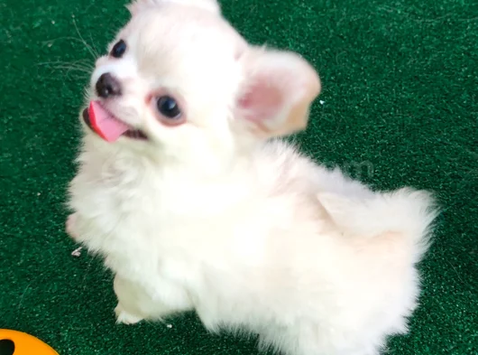 Safkan Şecereli Chihuahua Yavruları görsel
