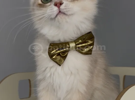 Safkan British Longhair Sevimli Bir Yakışıklı görsel