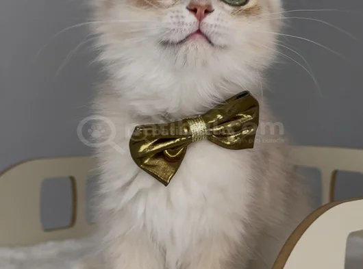 Safkan British Longhair Sevimli Bir Yakışıklı görsel