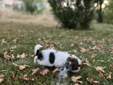 Shih Tzu Dişi Yavru Minyatür