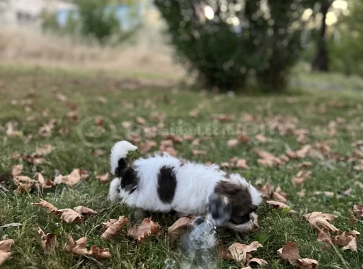 Shih Tzu Dişi Yavru Minyatür görsel