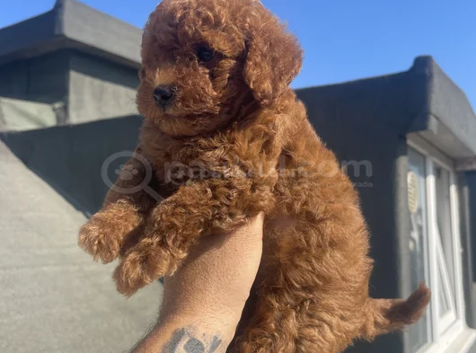 Red Brown Toy Poodle görsel