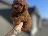 Red Brown Toy Poodle