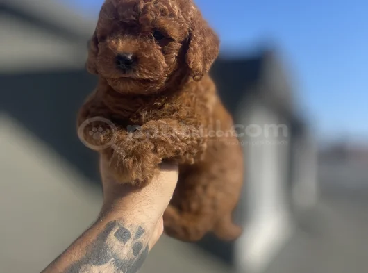 Red Brown Toy Poodle görsel