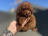 Red Brown Toy Poodle