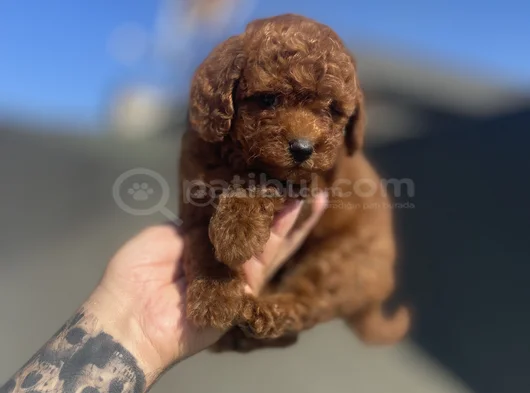 Red Brown Toy Poodle görsel