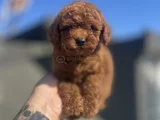 RED BROWN TOY POODLE