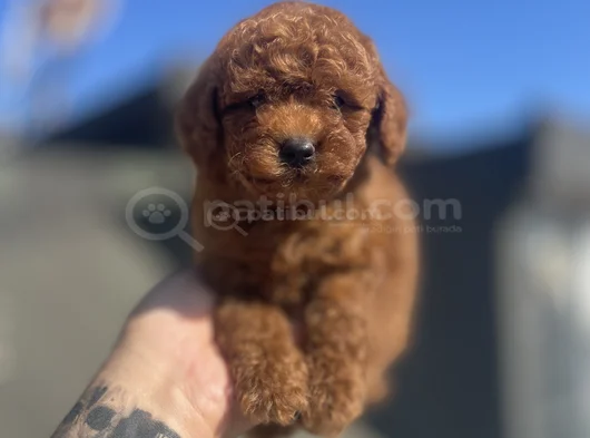 Red Brown Toy Poodle