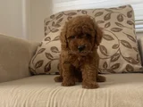 Red Brown Toy Poodle